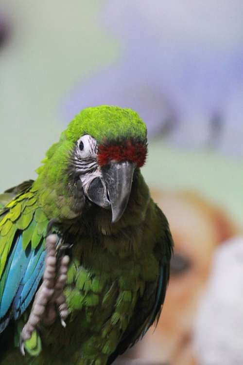 Parrot Green Bird Exotic