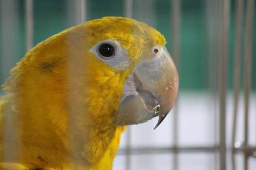 Parrot Yellow Bird Cage