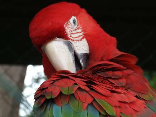 Parrot Bird Plumage Ara Color Animal Head