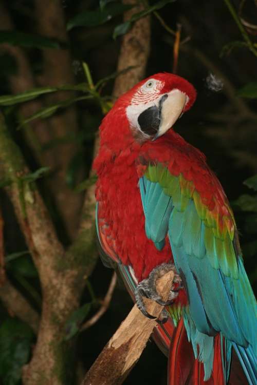 Parrot Bird Wildlife