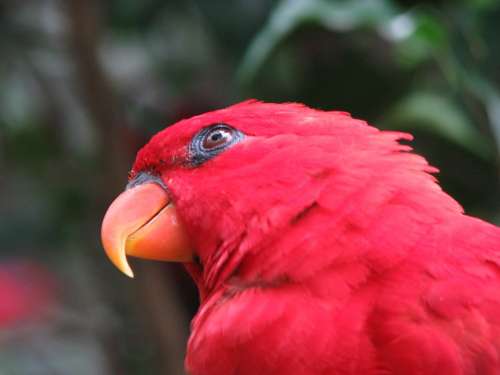 Parrot Bird Red Close-Up Wing Beak Tropical