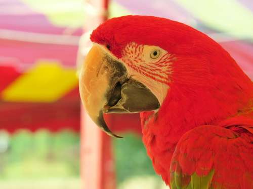 Parrot Red Colorful Beak Exotic Bird