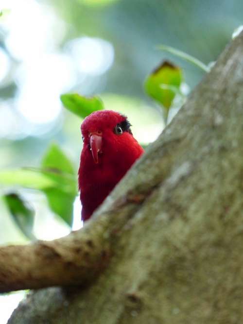 Parrot Red Bird Bill Lori Loriinae Honey Parrot