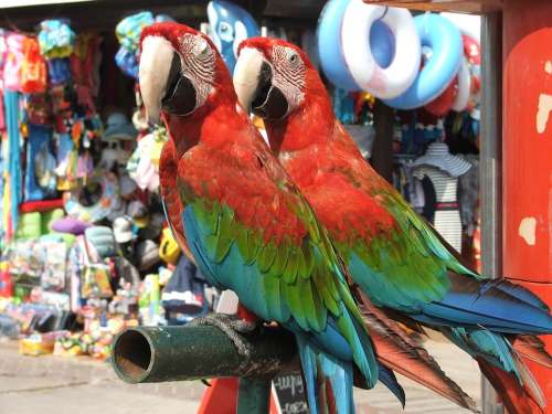 Parrot Parrots Bird Birds Feathered Race Animals