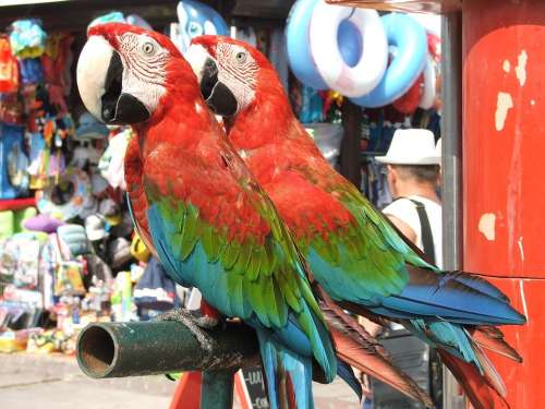 Parrot Parrots Bird Birds Animals Feathered Race