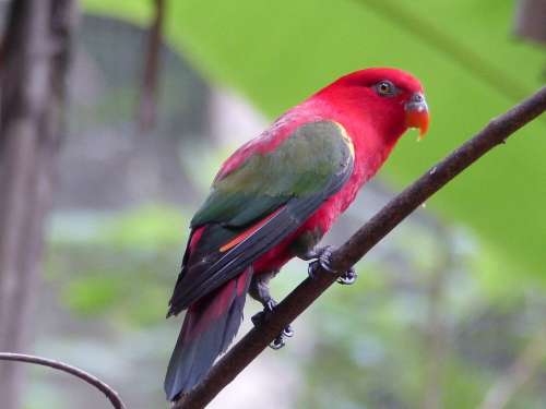 Parrot Red Wild Thailand