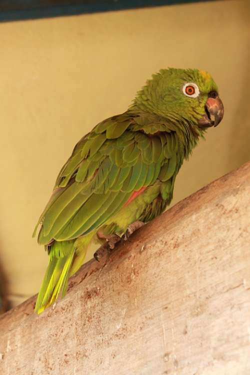 Parrot Bird Animal Wildlife Tropical Feather