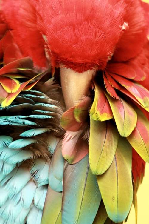 Parrot Sleeping Bird Animal Nature Tropical
