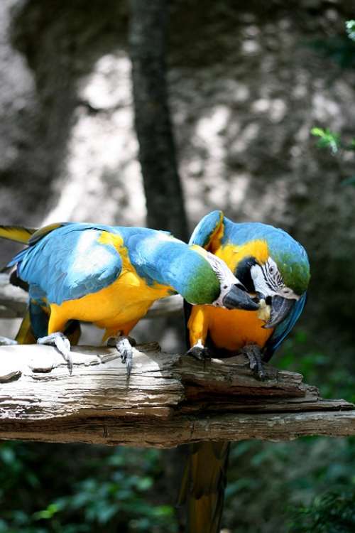 Parrot Everland Couples Pair