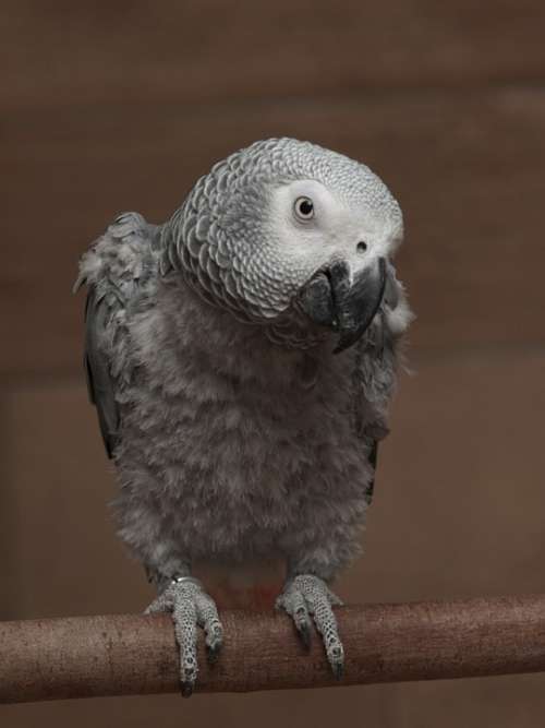 Parrot African Grey Bird Perch Portrait Close-Up