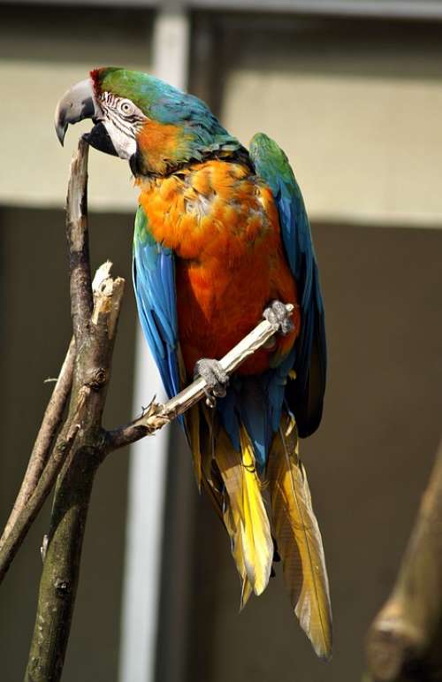Parrot Ara Bird Parrots Birds Tropical Colorful