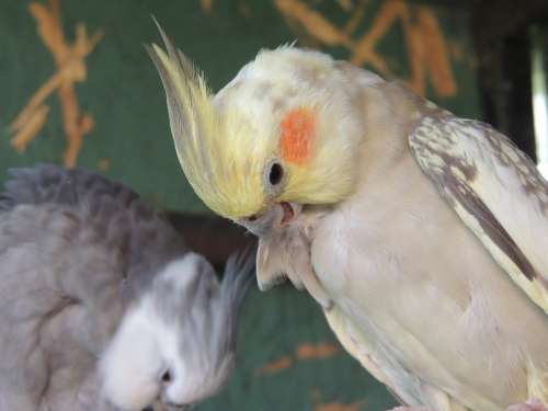 Parrots Pets Care Charge Love Purification Couple