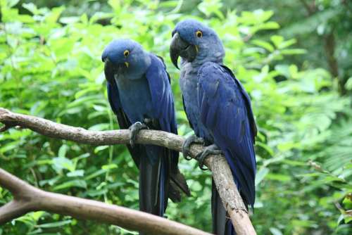Parrots Birds Blue Exotic Zoo Animals