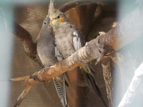 Parrots Birds Cosy Grey Love Couple Together