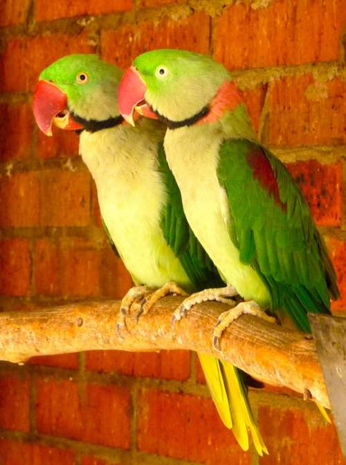 Parrots Tropical Birds Couple Wildlife Wings
