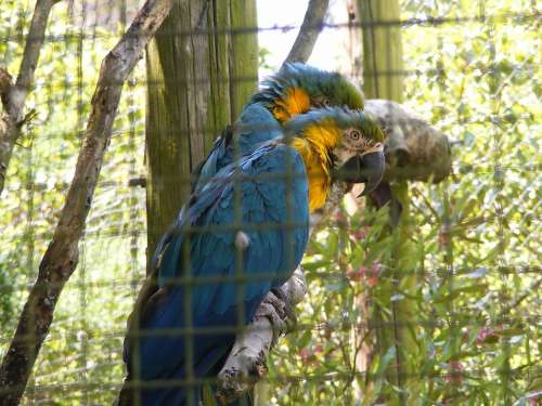 Parrots Encaged Zoo Birds Tropical Exotic