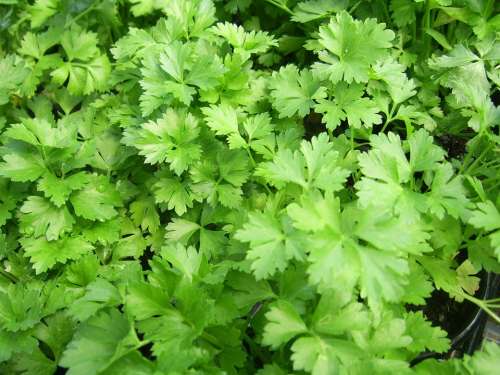 Parsley Flat-Leaf Italian Cooking Green Healthy