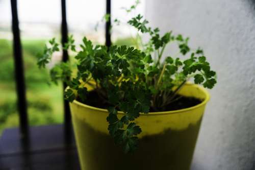 Parsley Herbs Organic Green Food Fresh Ingredient