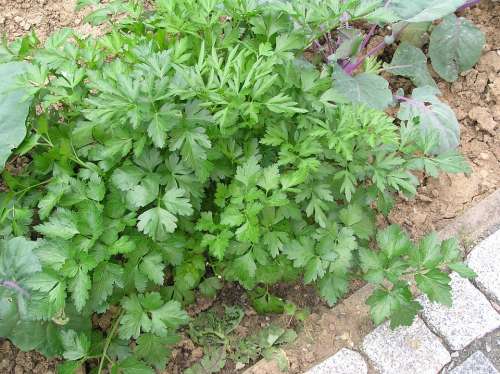 Parsley Spice Flat Leaf Parsley Herbs Herb Plant