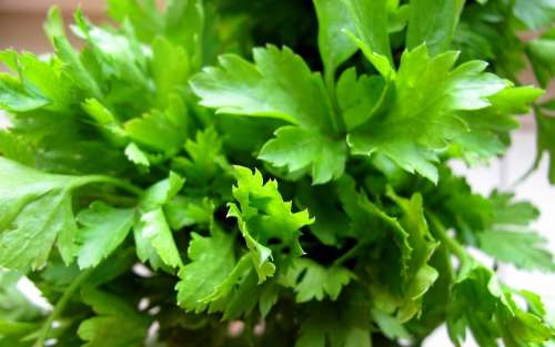 Parsley Green Plant Spice