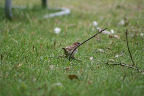 Passer Domesticus Bird Sparrow Nature Outside