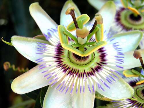 Passion Flower Passion Flower Exotic Summer Plant