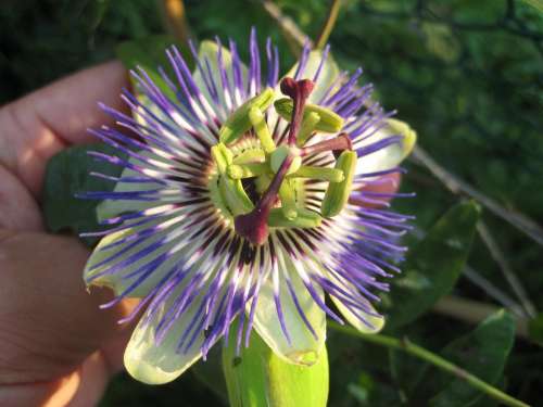 Passion Flower Sunny Bloom Floral Beauty Summer