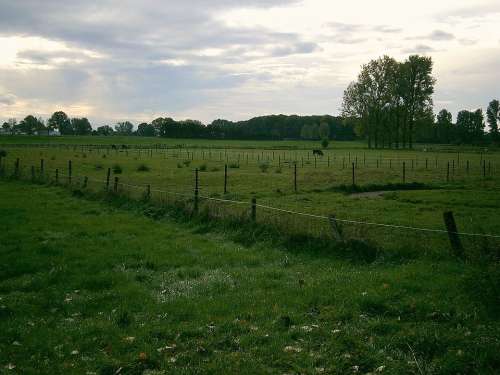 Pasture Meadow Cow Cows Animal Landscape Fence