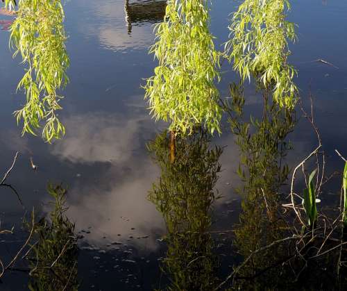 Pasture Branches Leaves Green Water Mirroring