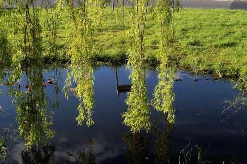 Pasture Salix Caprea Hanging Branches Leaves Green
