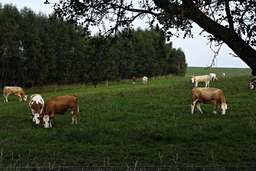 Pasture Cows Fence Meadow Tree Hai Trees