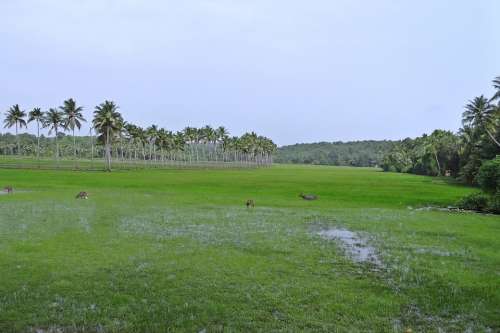 Pasture Low-Land Buffaloes Coconut Groves Goa