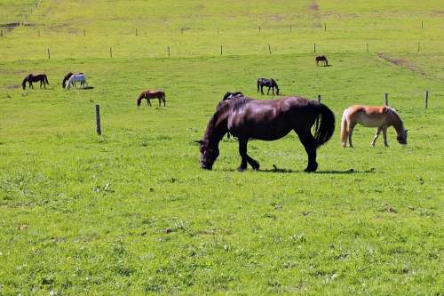 Pasture Horses Horse Pasture Coupling Nature