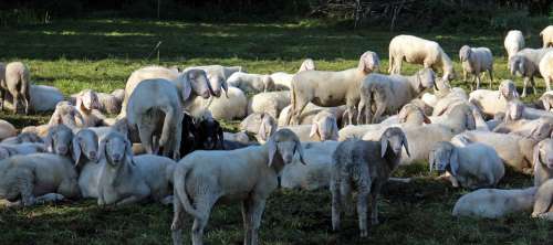 Pasture Flock Of Sheep Flock Sheep Group Together