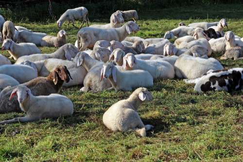 Pasture Flock Of Sheep Flock Sheep Herd Animal