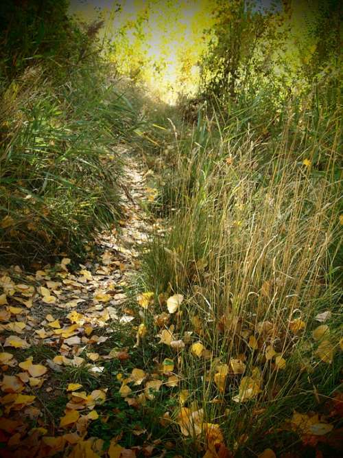 Path Forest Nature Vegetation Leaves Autumn Walk