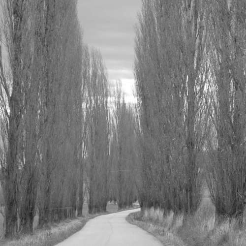 Path Trees Road Series