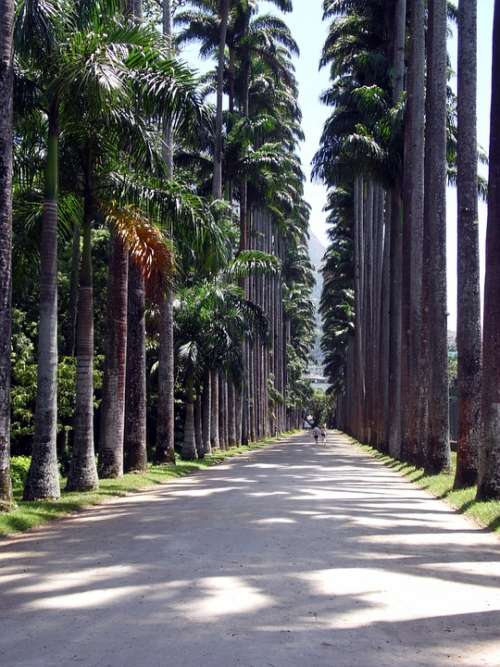 Path Trees Nature Botanical Garden Rio De Janeiro