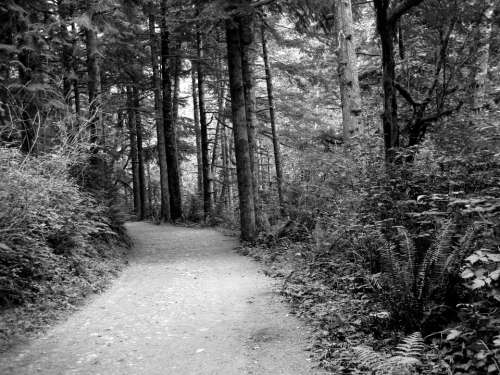 Path Woods Black And White Tree Dark Foliage