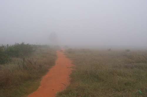 Path Mist Nature Foggy Season Weather Morning