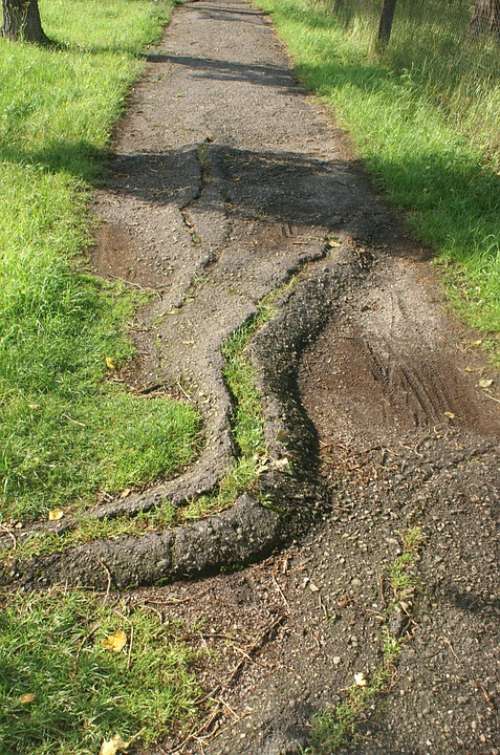 Path Asphalt Root Cracked Grass Damaged Shadow