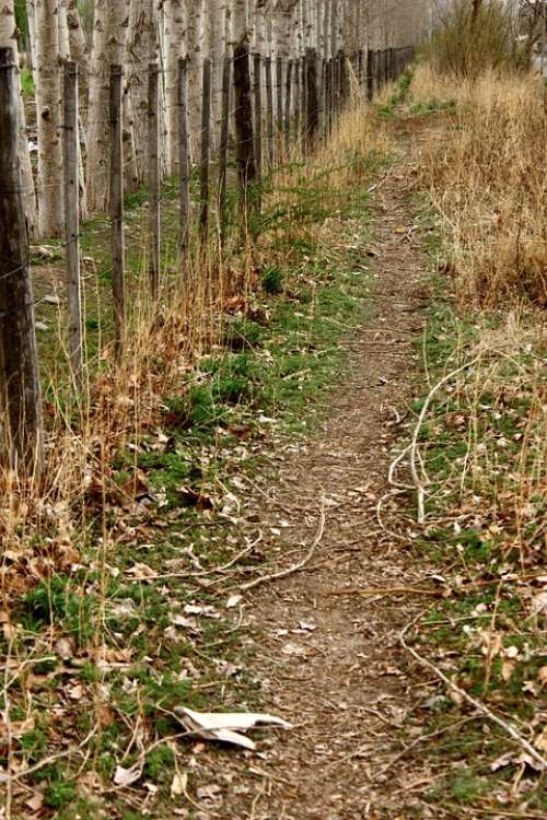 Path Leaves Trail Landscape Trees Trails