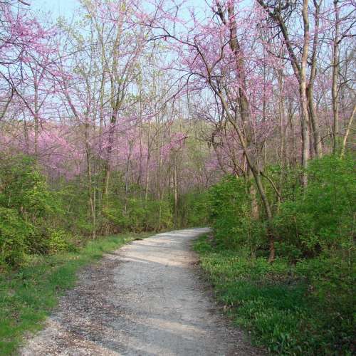Path Trees Flowering Nature Woods Pink Flowers