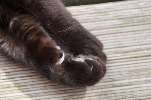 Paw Cat Paw Foot Cat'S Paw Ten Animal Animal Paws