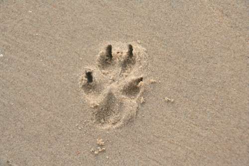 Paw Print Sand Dog Paw Dog Trace