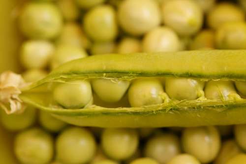 Pea Pod Peas Fresh Pod Green Vegetables Harvested