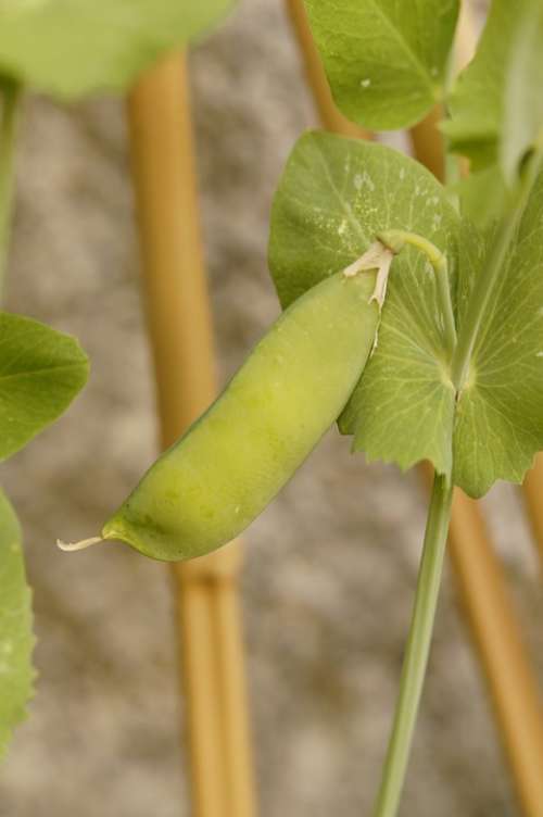 Pea Pod Pea Pea Plant Grow Vegetables Green