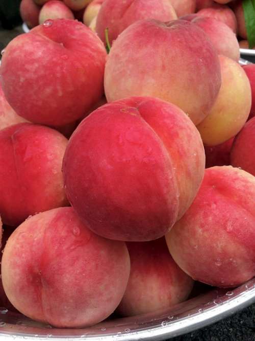 Peach Fruit Pink Sweet Juice Health