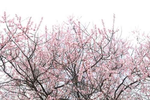 Peach Blossom Nyingchi Sky Pink