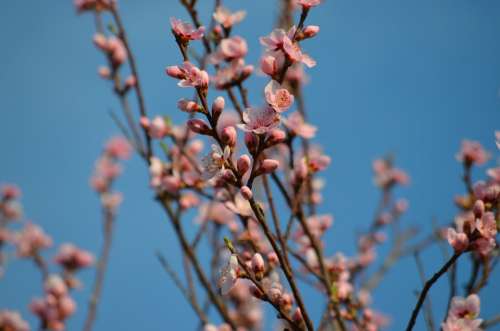 Peach Flowers Spring Pink